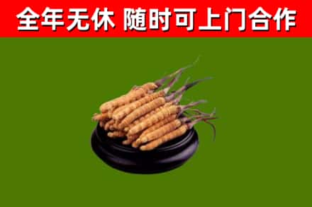 徐汇区回收冬虫夏草